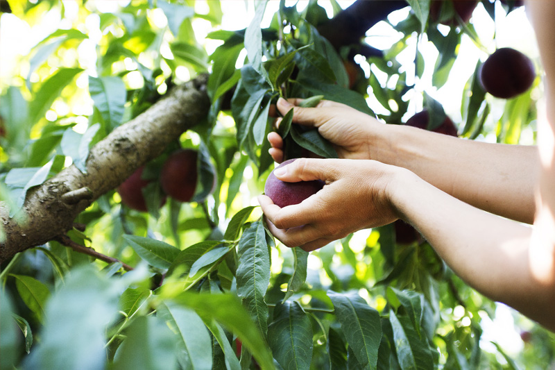 Melocoton_carne_blanca