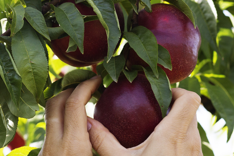 Nectarina_carne_amarilla