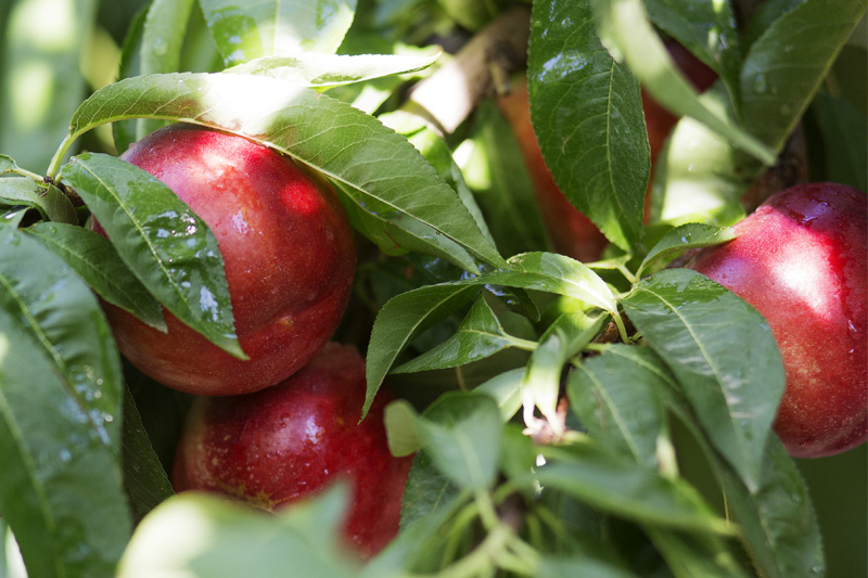 Nectarina_carne_blanca
