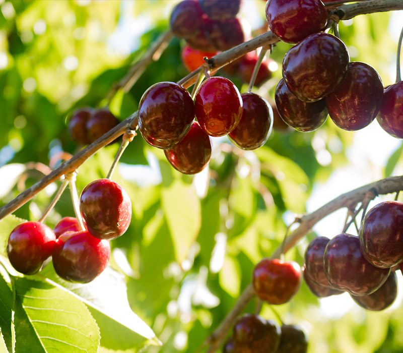 cerezas-en-fraga
