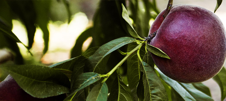 Nuestra_fruta_Melocotón