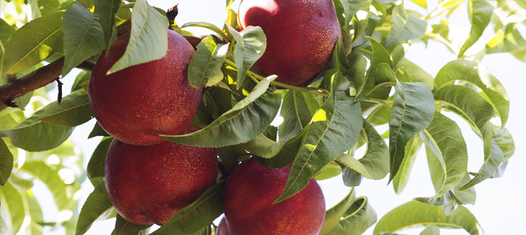 Nuestra_Furta_nectarina