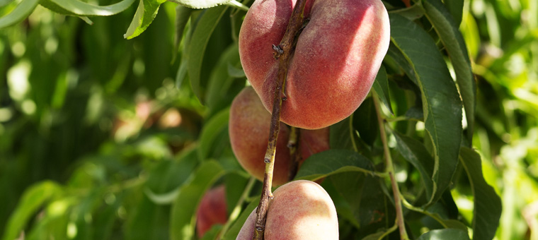 Nuestra_Fruta_paraguayo