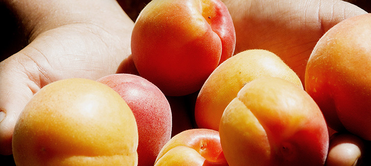 Nuestra_fruta_Albaricoque