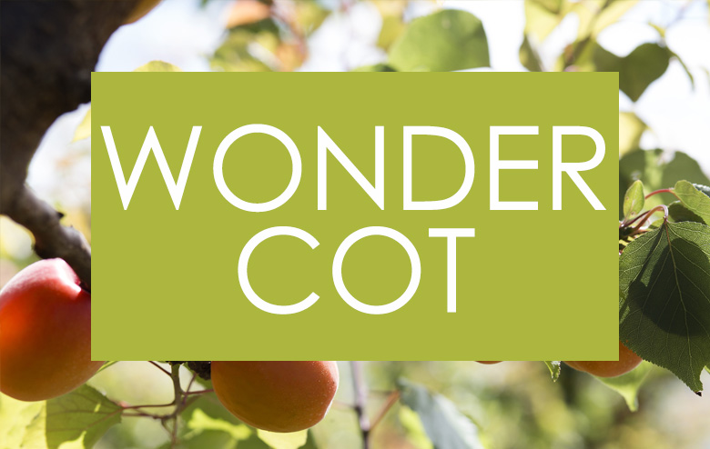 Albaricoque_wonder COT