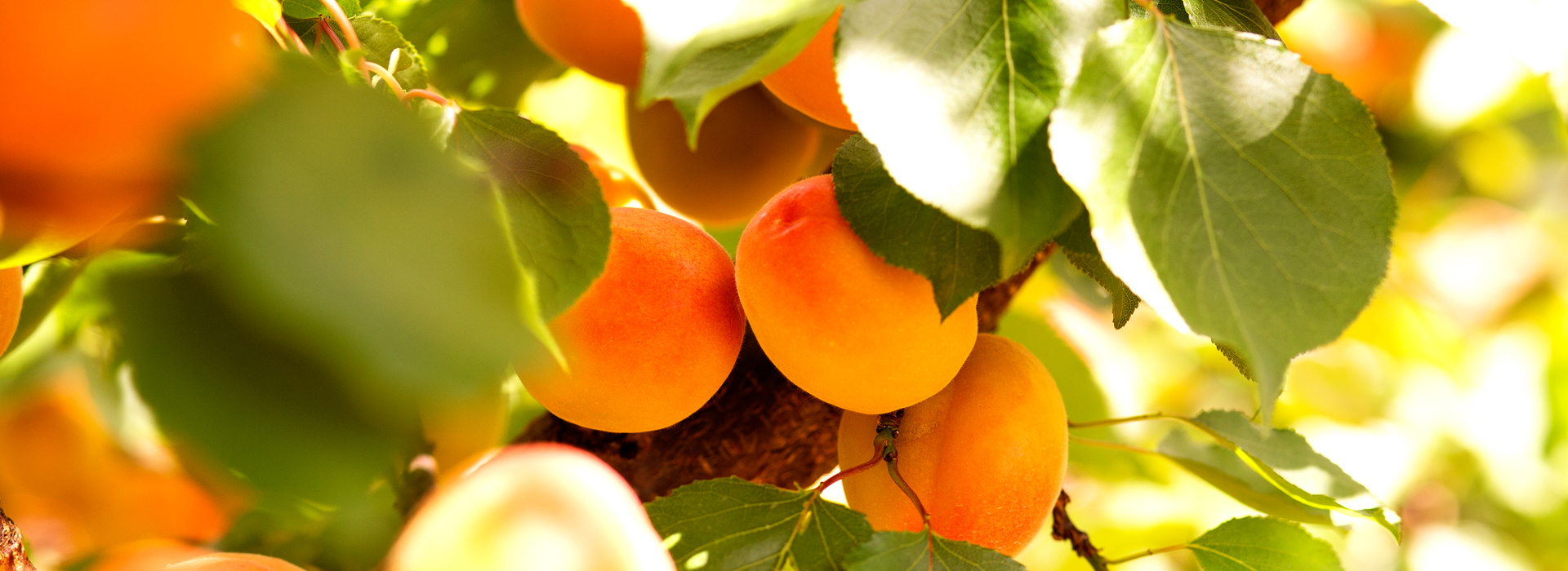 imagen_seccion_albaricoque