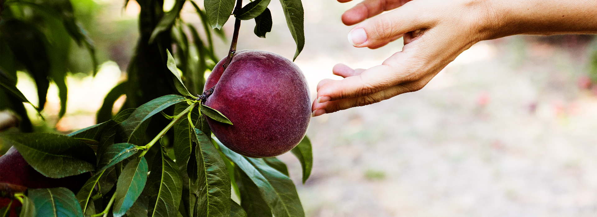 imagen_seccion_melocoton