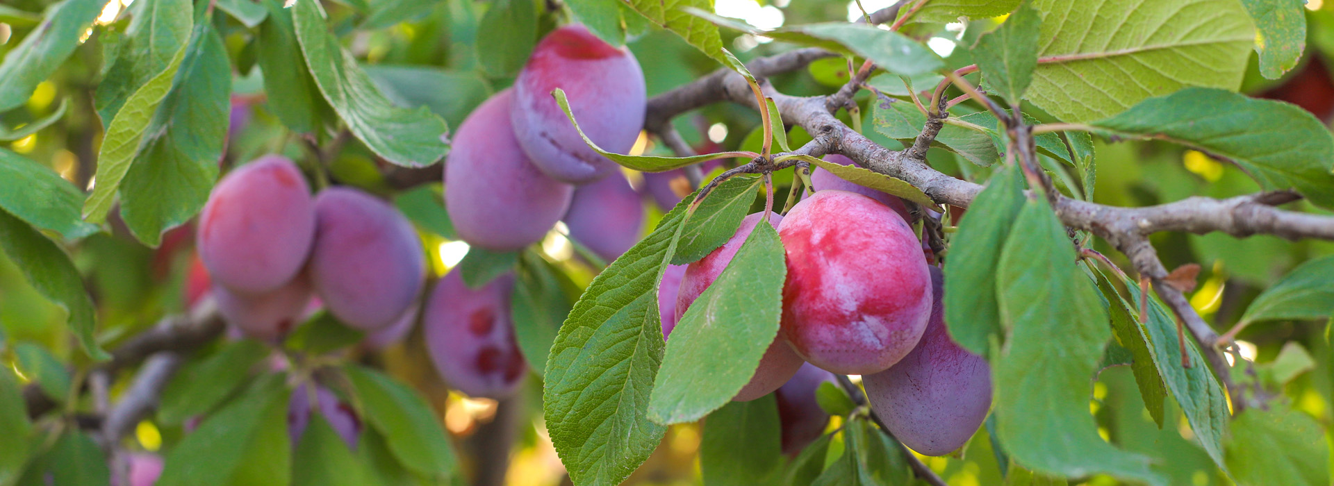 Ciruelas bajo cinca